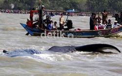 Polisi Tak Akan Biarkan Warga Potong Paus yang Mati di Muara Gembong