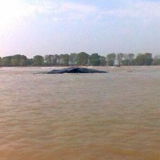 Akhir Kisah Si Paus Sperma Baby baby