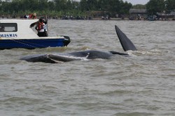 Lagi, Seekor Paus Terdampar di Perairan Muara Gembong