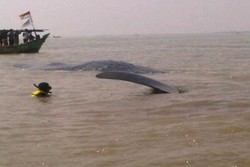Nelayan Muara Gembong Pantang Makan Daging Paus & Hiu karena Mitos Ini