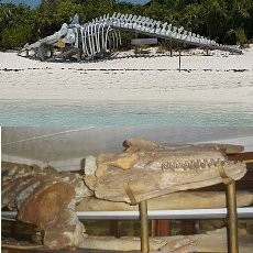 Ini Dia 6 Jenis Paus yang Diawetkan di Dunia