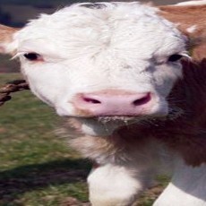 Duh! Ditelantarkan Orangtua, Bocah Hidup Bersama Sapi