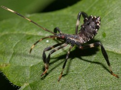 8 Binatang Mematikan yang Bisa Menghancurkan Liburan Anda
