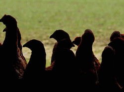 Traveling ke Jepang, Cicipi Daging Ayam Terenak di Dunia!