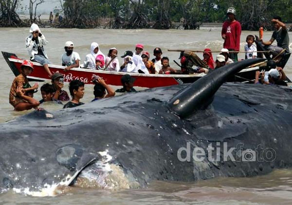 Warga Basah-basahan Lihat Bangkai Paus