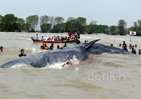 Bangkai Paus Terdampar di Muara Gembong