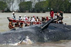 20 Penyelam Dikerahkan untuk Tenggelamkan Paus