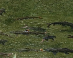 YANG BERBEDA DARI TIMUR JAWA