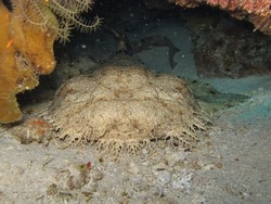 Hiu Karpet, Sang Penunggu Dasar Laut Raja Ampat