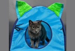 Cuma Butuh Masuk Tenda Ini untuk Sembuhkan Sakit Hati