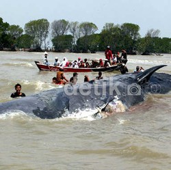50 Karung Pasir Juga Digunakan untuk Tenggelamkan Bangkai Paus