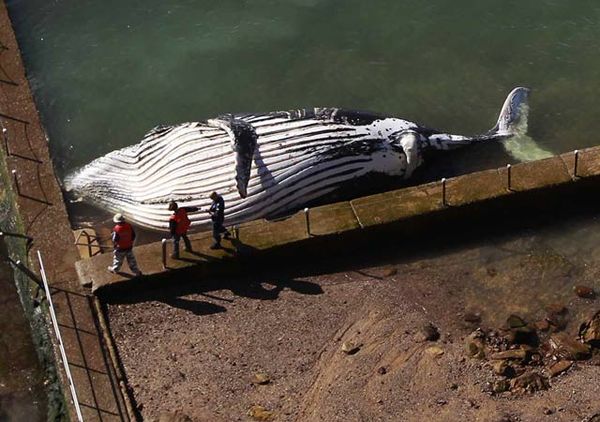 Paus 25 Ton Terdampar di Australia