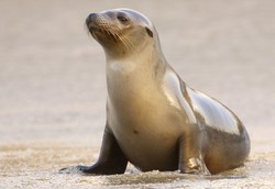 Setelah Flu Burung dan Babi, Kini Ada Flu Singa Laut