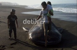 Hiu Paus di Pantai Bantul Diperkirakan Terdampar karena Kejar Mangsa
