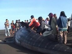 Sirip Jadi Incaran Warga, Hiu Paus di Bantul Dipasangi Garis Polisi