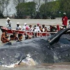 1 Ton Pemberat akan Ditambah Lagi di Tubuh Paus di Pulau Kotok