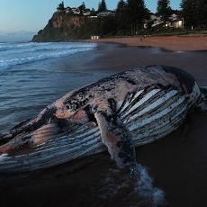 Bangkai Paus 30 Ton di Australia Dipotong-potong & Dibuang ke Tempat Sampah