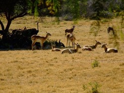 Liburan Seru di 5 Kebun Binatang Terbaik di Dunia