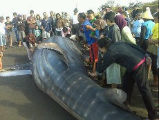 Kopassus Ikut Tangani Hiu Paus yang Terdampar di Bantul