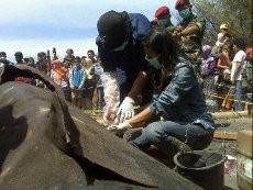 Pengawetan Dimulai, Hiu Paus di Bantul Dikeluarkan Isi Perutnya