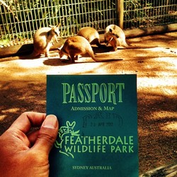 Bercengkrama dengan Kangguru dan Koala di Featherdal