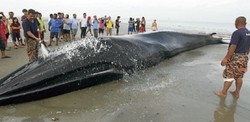 Paus Sepanjang 16 Meter Terdampar di Pantai Malaysia