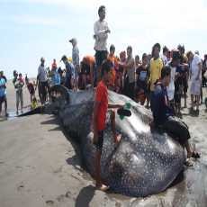 Warga Naiki Bangkai Hiu Paus di Pantai Parangkusumo Bantul