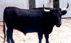 Banteng Seberat 500 Kg Kabur, Warga Peru Panik!