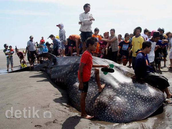 Hiu Tutul Terdampar di Parangkusumo Bantul