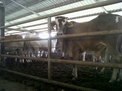 Mentan Jamin Stok Daging Sapi Aman Jelang Lebaran