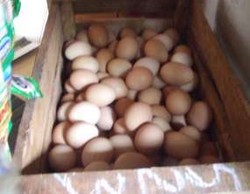 Harga Telur Rp 12.500/Kg, Mentan: Peternak Rugi