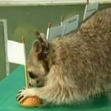 Rakun Rusia Terka China Akan Jadi Juara Umum Olimpiade