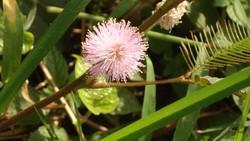 flower in toll road