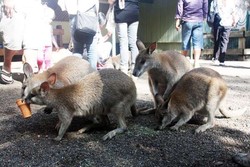 Bertemu Ragam Hewan Khas Australia di Featherdale