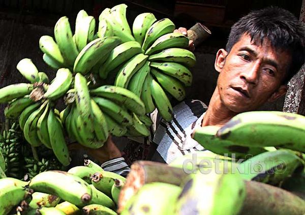 Ramadan, Pedagang Pisang Uli Kebanjiran Rezeki