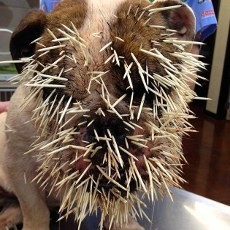 Kasihan! Wajah Bella Si Anak Anjing Dipenuhi Ratusan Duri Landak