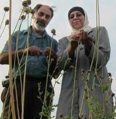 Muslim Kanada Jalani Beratnya Puasa Ramadan di Musim Panas 