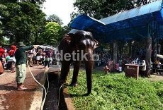 Kepala Pusat Konservasi Gajah Riau Meninggal Terinjak Gajah Jinak