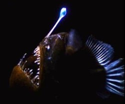 Ini Dia Monster-monster dari Laut