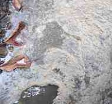 Pencemaran Limbah Pabrik Harvest Senopati