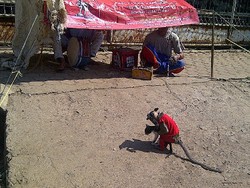 Drama Cinta Monyet dan Kucing, Siap Hibur Pemudik di Jalur Tanjung Sari 