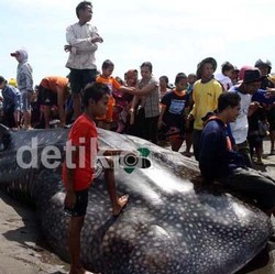 Penyebab Paus Terdampar, Bisa Gangguan Sonar Atau Sakit