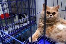 Jelang Lebaran, Anjing & Kucing Padati Tempat Penitipan Hewan