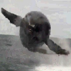 Wow! Ada Paus Terbang di Kanada