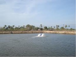 KKP: 80 Persen Tambak Belum Punya Sertifikat