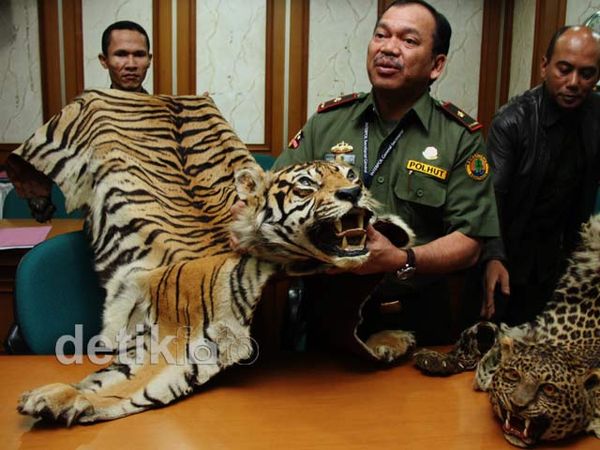 Kemenhut Sita Kulit Harimau Ilegal Kemenhut Sita Kulit Harimau Ilegal