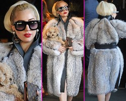 Lady Gaga Membela Diri Pasca Dikritik Karena Hobi Pakai Bulu