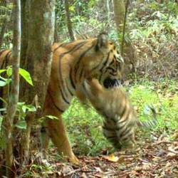 Taman Safari Beri Santunan ke Keluarga Petugas yang Diterkam Harimau