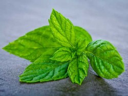 Atasi Jerawat Dengan Daun Mint