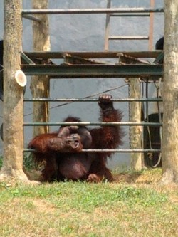 Pengelola Ragunan Keluhkan Pengunjung yang Buang Sampah Sembarangan